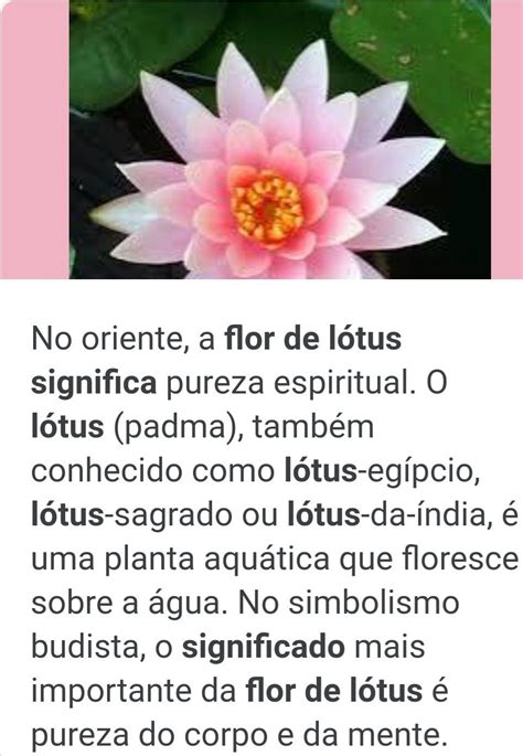 significado flor de lotus-4